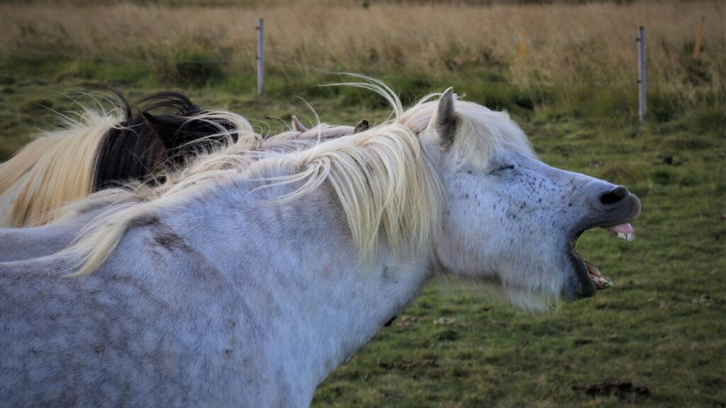 めちゃくちゃ面白い꿀잼