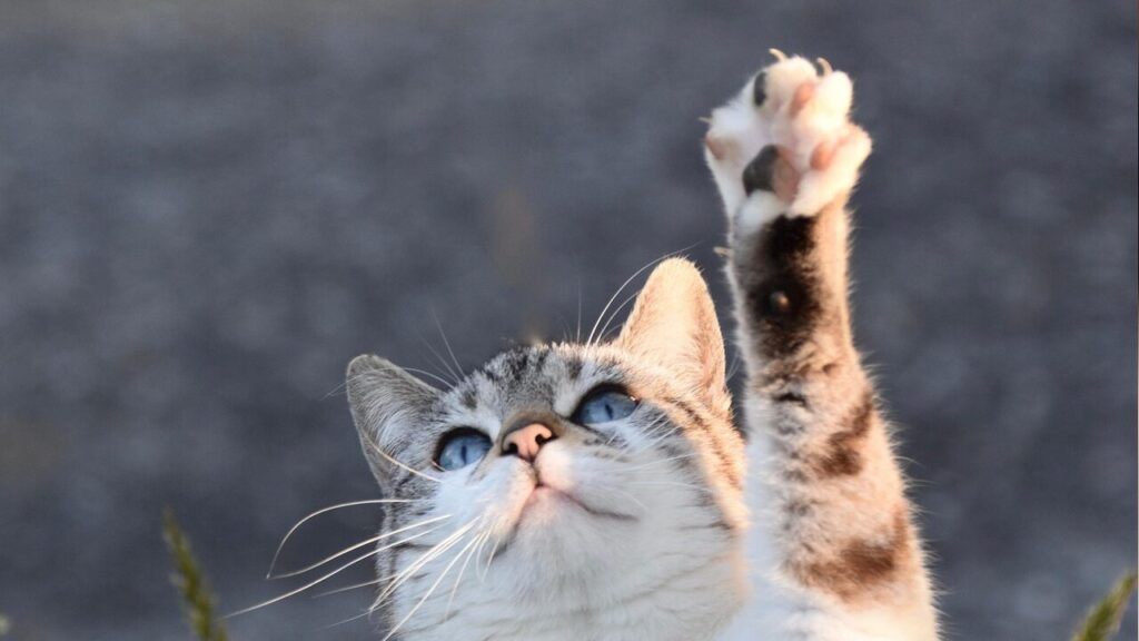 2. 【注文編】「저기요!」から始まるカスタマイズ術