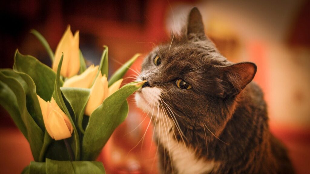 코를 킁킁거리다（鼻をクンクンさせる、匂いを嗅ぐ）