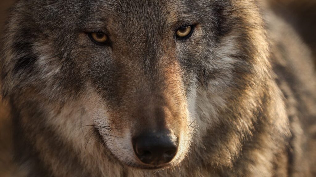 他人に合図を送る눈치、圧力をかける눈치