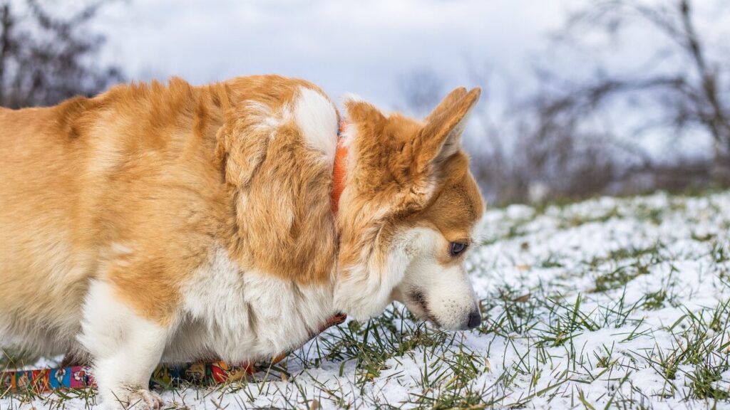 냄새를 맡다（匂いを嗅ぐ）