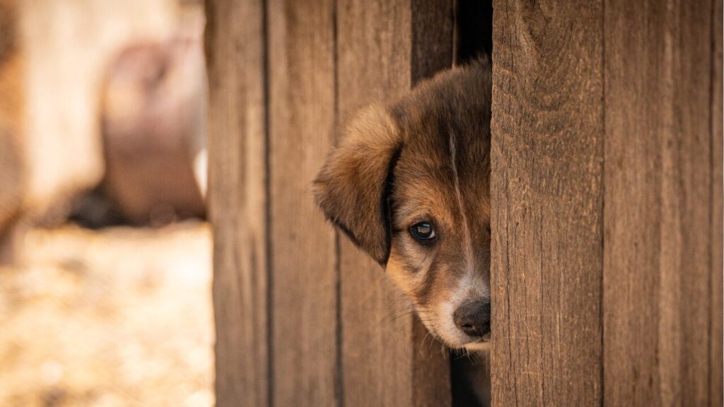 겁을 먹다（怖気づく）