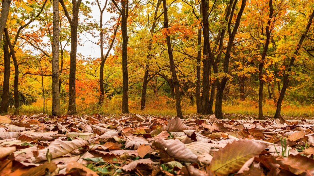 肌寒い쌀쌀하다