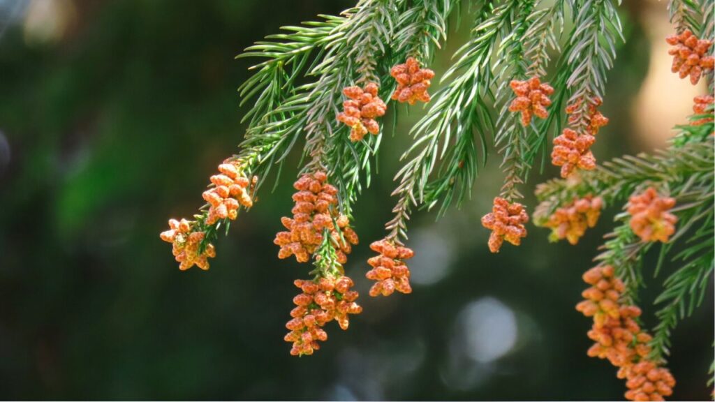 재채기를 하다（くしゃみをする）