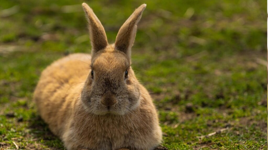 まとめ：耳を鍛えることは心を寄せること