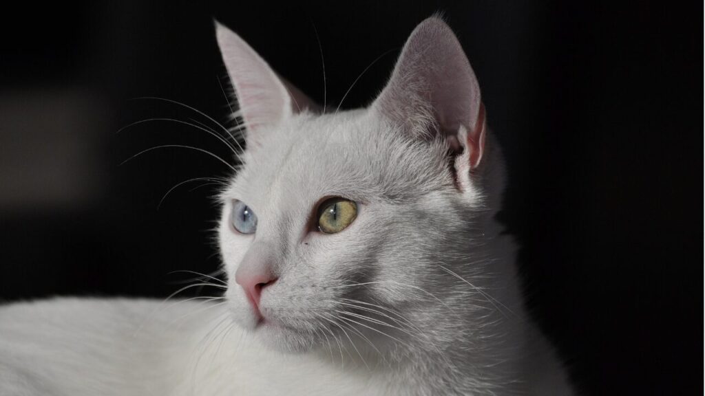 まとめ:視線の「目的」で使い分けよう!